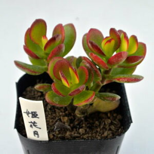 �����A���A���J���g1�� �I�ׂ���No1-No20 �����A�� �c �񂹐A�� ������