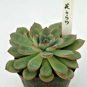 c AAJg1 IׂNo1-No20 A c 񂹐A 