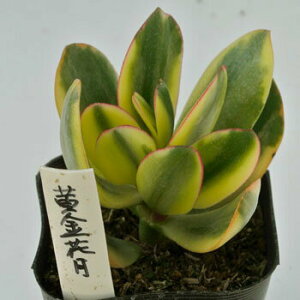 c AAJg1 IׂNo1-No20 A c 񂹐A 