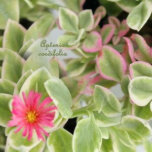 多肉植物 花苗 夏 多年草 ベビーサンローズ 1鉢 3〜3.5号 ベイビーサンローズ【通年販売 お取り寄せ】Aptenia cordifolia アプテニア 苗 寄せ植え カラーリーフ グランドカバー 赤花 桃花 花の苗 夏