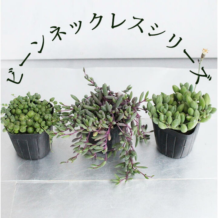楽天市場 多肉植物 苗 観葉植物 ビーンネックレス 3種セット 1鉢2 5号 3号 お取り寄せ Senecio Rowleyanus グリーンネックレス ルビーネックレス アーモンドネックレス 寄せ植え ハンギング キク科 セネキオ属 ハッピーガーデン