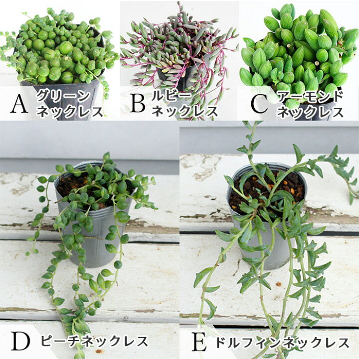 楽天市場 多肉植物 ビーンネックレスシリーズ 5種から選べる 1鉢2 5 3号 お届け中 ハッピーガーデン
