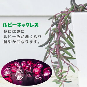 A r[lbNXV[Y 5킩Iׂ 1 2.5`3y񂹁zSenecio rowleyanus O[lbNX r[lbNX@A[hlbNX 񂹐A nMO LN Zl