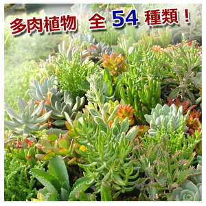 AAJgI Zbgł@܂12i12|bgyʔN̔z nbs[K[f