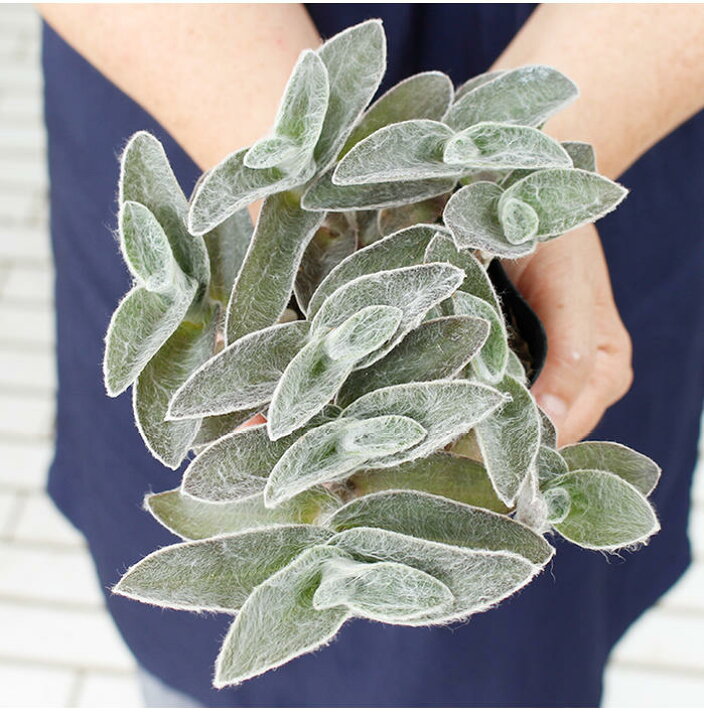 楽天市場 花苗 トラデスカンチア シラモンタナ 白雪姫 3鉢セット 1鉢3 3 5号 お届け中 苗 寄せ植え グランドカバー 夏苗 カラーリーフ ハッピーガーデン