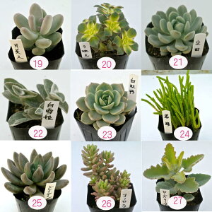 楽天市場 多肉植物 多肉植物 単品 ハッピーガーデン