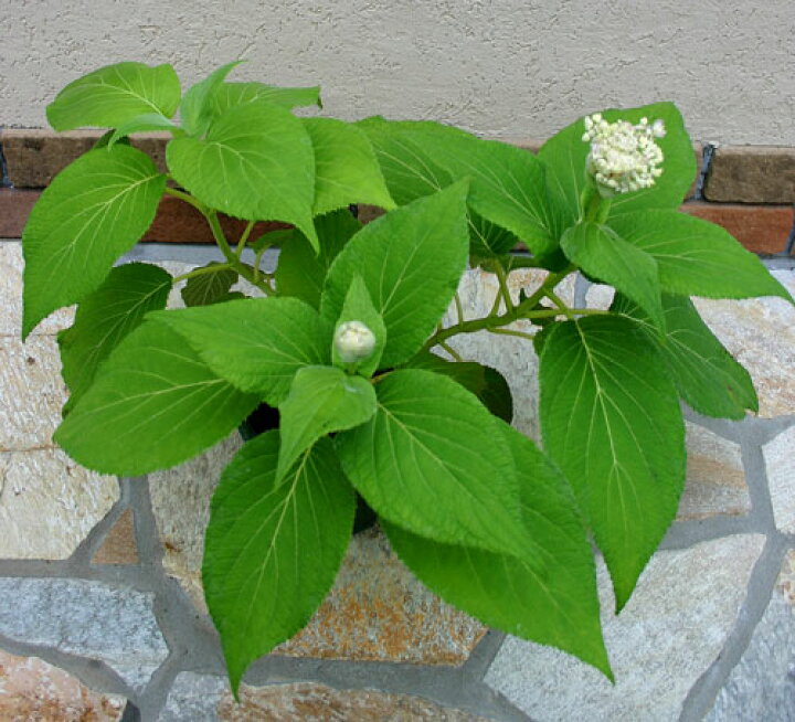 楽天市場 鉢植え ギフト 訳アリ蕾3程 玉紫陽花 花 鉢植え ギフト 珍しい品種 瓔珞玉紫陽花 蕾付 ヨウラクタマアジサイ 5号 あじさい 鉢花 誕生日 プレゼント 女性 母 祖母 父 贈り物 鉢植え 花 夏 ギフト 花鉢 送料無料 ハッピーガーデン