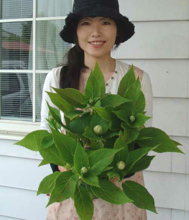 楽天市場 花苗 大苗 玉紫陽花 蕾無し 5号 お届け中 ハッピーガーデン