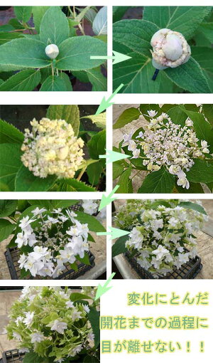 楽天市場 庭木 果樹 シュラブ Shrubs 低木 紫陽花 ノリウツギ ハッピーガーデン