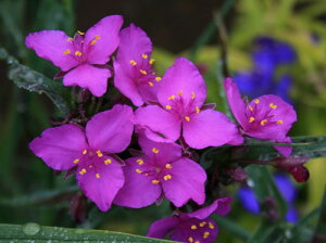 ԕc  mcNT bhO[v 1 3.5O|bgy͂z Tradescantia IITLcNT N h c  c K[f Ԓd K[fjO 񂹐A A ϊ 