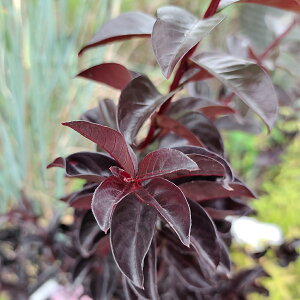 _}}2{^ Ԗ  tTXx 7킩Iׂ 1 6 y͂ n z邷ׂ Sg ubNp[ ubN[t_Ch Lagerstroemia Ebony Glow Ebony E