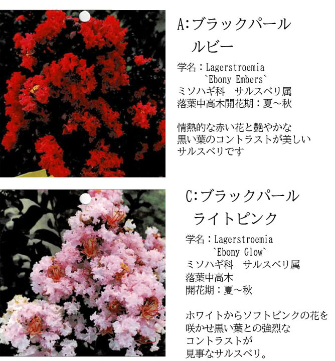 楽天市場 珍しい 花木 夏 黒葉サルスベリ 7種から選べる 6号1鉢 お届け中 地域限定 送料無料 さるすべり 百日紅 ブラックパール ブラックリーフダイヤモンド Lagerstroemia Ebony Glow Ebony Embers Blackleafdiamond 黒葉 カラーリーフ 庭木 シンボルツリー 鉢植え 庭