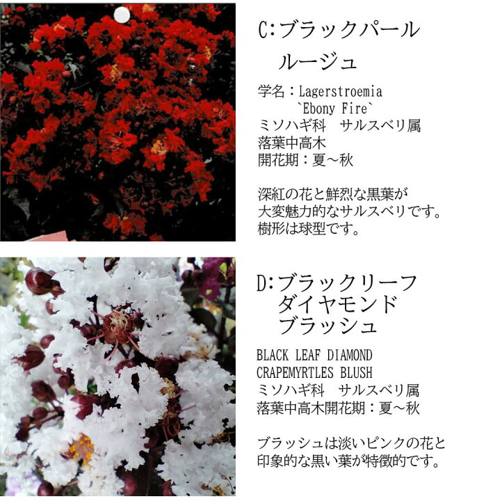 楽天市場 珍しい 花木 夏 黒葉サルスベリ 7種から選べる 6号1鉢 お届け中 地域限定 送料無料 さるすべり 百日紅 ブラックパール ブラックリーフダイヤモンド Lagerstroemia Ebony Glow Ebony Embers Blackleafdiamond 黒葉 カラーリーフ 庭木 シンボルツリー 鉢植え 庭