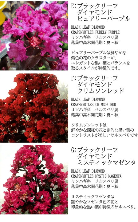 楽天市場 珍しい 花木 夏 黒葉サルスベリ 7種から選べる 6号1鉢 お届け中 地域限定 送料無料 さるすべり 百日紅 ブラックパール ブラックリーフダイヤモンド Lagerstroemia Ebony Glow Ebony Embers Blackleafdiamond 黒葉 カラーリーフ 庭木 シンボルツリー 鉢植え 庭