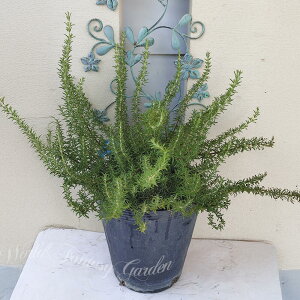 Ԗ [Y}[ u[{[C 7 ŷ񂹁zRosmarinus officinalis Blue Boy A ~ LO Ԓd _  A ~ LO Ԓd _ 
