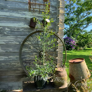 Ԗ ĕc OrA tHXgu[ 1 5y͂ n著zGrevillea 'Forest Rambler' OBA ϊΒ I[XgAvc I[W[vc OB