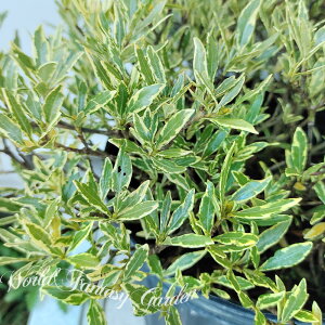 Ԗ  חt 킢 N`iV 1 5y͂zGardenia jasminoides Variegata t  q Ȃ K[fjA    ΐ F K[f K[fjO J[[t nb