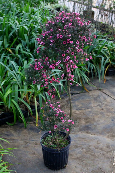 楽天市場 ギョリュウバイ 御柳梅 玉散らし仕立て 1鉢7号 Leptospermum Scoparium 冬に咲く花木 ガーデニング 庭木 庭植え 鉢植え ハッピーガーデン 楽天市場 ギョリュウバイ 御柳梅 玉散らし仕立て 1鉢7号 Leptospermum Scoparium 冬に咲く花木 ガーデニング 庭木 庭植え 鉢植え ハッピーガーデン