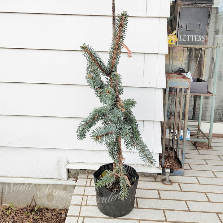 楽天市場】植木 モミの木 ピセアプンゲンス コロラドトウヒ ホプシー 8 