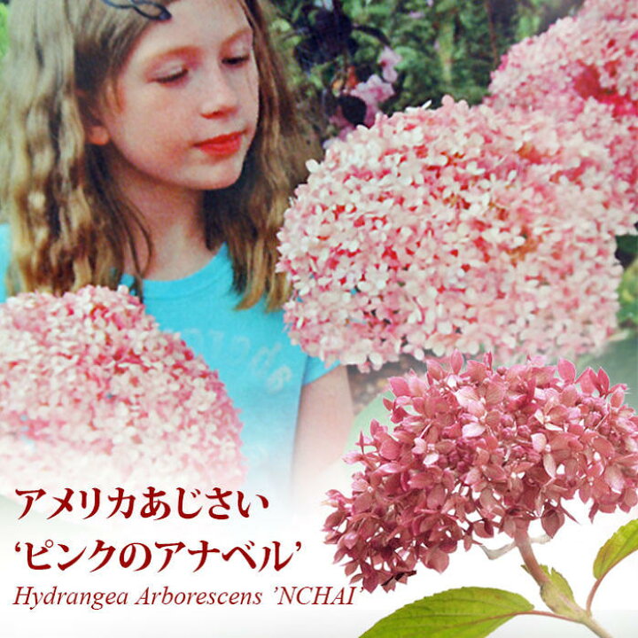 楽天市場 送料無料 アメリカ紫陽花 ピンクアナベル 1鉢 5号hydrangea Arborescens Nchai Pinkannabelle 送料無料 一部地域を除く アジサイ あじさい 鉢植え ギフト 庭植え ガーデニング ハッピーガーデン