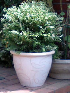 _}}2{^ Ύ t Rjt@[ O{[T oGK[^[ 1 7 劔yʔN̔zChamaecyparis obtusa Globosa Variegata K[fjO A c   A c J[[t 