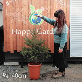 ＼500円OFFクーポン発行中 12/3～／ 木＼本物／クリスマスツリー モミの木 ドイツトウヒ 選べる高さ 1鉢10号【お届け中 地域限定送料無料】Abies firma 植木 庭木 樅の木 記念 樹観葉植物 木 常緑樹 冬に強い 庭木 植木 ギフト 鉢植 ツリー 開店祝い お祝い