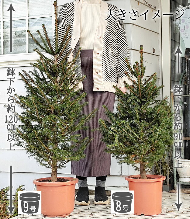 楽天市場 クリスマスツリー モミの木 ドイツトウヒ 大きいサイズ 9号鉢 お届け中 同梱不可 ドイツトウヒツリー プラ鉢でお届け 地域限定送料無料 同梱不可 ハッピーガーデン