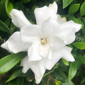 Ԗ  qN`iV 5d|bg 1 y͂zGardenia jasminoides var.radicans PN`iV P Ȃ RN`iV K[fjA    ΐ F K[f K[fjO CO