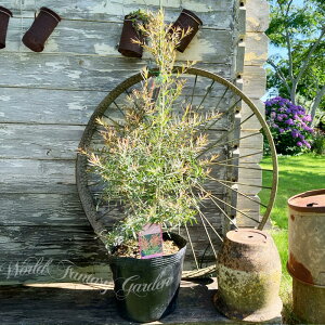 A [J bhWF 1 5y͂ n著zMelaleuca 'Red jem'bhW EJ ΍