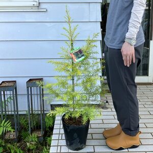 c A I[W[vc [J {[VS[h 1 y͂zMelaleuca bracteata'Revolution Gold' EJ ΍ J[[t t OZvc I[W[vc nbs[