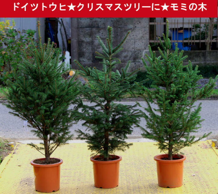 楽天市場 クリスマスツリー モミの木 ドイツトウヒ 8号鉢 お届け中 同梱不可 ドイツトウヒツリー プラ鉢でお届け 地域限定送料無料 同梱不可 ハッピーガーデン