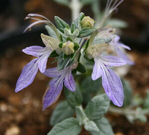 ԕc  c[W[}_[ 1 3.5O|bg y͂zTeucrium Fruticans N  䒆 J[[t Vu CObVK[f c[ W[}_[ c A 