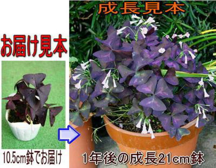 楽天市場 オキザリス トリアングラリス 1鉢 Oxails Triangularis ハッピーガーデン