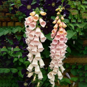 ԕc H N h  WL^X c Iׂ21 1 3.5y͂zDigitalis h ϊ 2N tcA CObVK[f H ~ nbs[K[f Ԓd N@䍂 Av