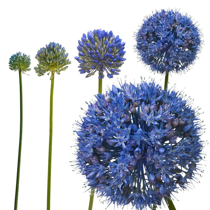 楽天市場 スーパーsale 10 Off 球根 秋 冬 アリウム コエルレウム カエルレウム 球根5球入り お届け10月上旬 秋球根先行予約 小球根 メール便 Allium Caeruleum Ornamental Onion アリウム 鉢植え 庭植え 寄せ植え ガーデン ガーデニング 22bu ハッピーガーデン