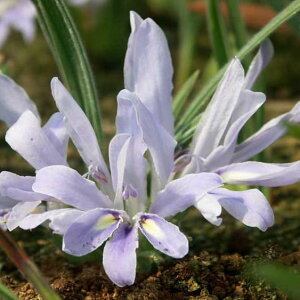 植えっぱなし球根 原種系 バビアナ セデルベルゲンシス 3球【お届け中 小球根 メール便対応】Babiana sedarbergensis 秋球根 花の球根 庭植え 秋植え 花壇 ガーデニング ガーデン 花壇 鉢植え 春 ハ