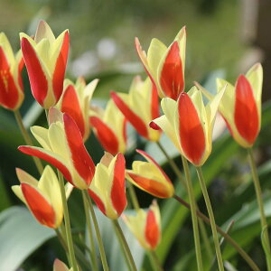  AςȂOK!  `[bv eBJ 5`10Zbgy͂  [֑Ή zTulipa `J  Ԃ̋ A Ԓd K[fjO K[f Ԓd 