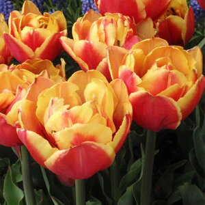 _}}2{^  d炫`[bv _utH[JX 4 Zbg ԉ HAy͂Jn 9{`^zTulip N A Ԃ̋ Ԓd A A K[f 
