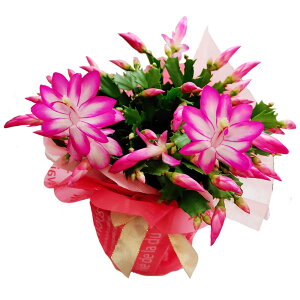 _500~OFFN[|s 12/3`^ Mtg   Qł͂ f}[NJN^X Iׂi 1 5 c{~ł͂y[ n著zSchlumbergera VRoT{e T{e Jjo