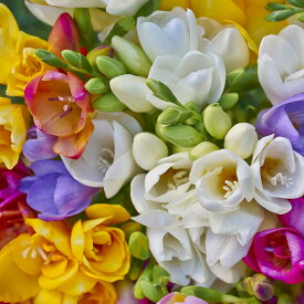 球根 花 八重咲き香る庭も切花も フリージア 5~20球セット【お届け中 小球根】【Freesia】 秋植え球根庭植え 花壇 鉢植え ガーデニング アクセント 耐寒性【2026BU】【mail】【P5】