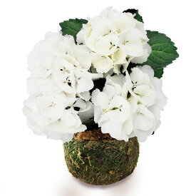 母の日 お花 ギフト 花 珍しい 盆栽 苔玉 あじさい 1株 受け皿付き【先行予約 母の日 期間5/5~5/10 送料無料】60代 70代 80代 紫陽花 アジサイ 鉢植え お花 鉢花 コケダマ こけだま お母さん 義母 母 祖母 花鉢植え プレゼント mom2026