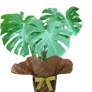 H Mtg ϗtA v[g Xe 7 Monsteray n著z A  j a j  t[Mtg Vzj nbs[K[f T}[Mtg 