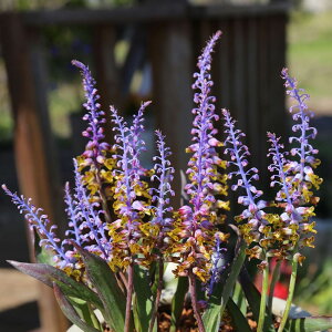 ラケナリア ムタビリス 2球 紫花【お届け中 小球根 メール便対応】Lachenalia mutabilis ラシュナリア 秋植え 野放し 花の球根 花壇 庭植え 鉢植え ガーデン ガーデニング 秋 冬 ハッピーガーデン