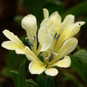 植えっぱなし球根 原種系 バビアナ オドラータ 4球【お届け中 小球根 メール便対応】Babiana 秋球根 花の球根 庭植え 秋植え 花壇 花壇 鉢植え 春 ハッピーガーデン【2025BU】【mail】(2006)