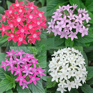_ȃZbg^ԕc y^X ܂3F3Zbg Iׂ 3`3.5y͂zPentas lanceolata Ԓd  Ẳ tc Ԃ̕c N ϊN K[f K[fjO ĕc nb