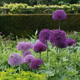 アリウム パープルセンセイション 芽出し球根苗 3球植え 選べる1〜3鉢セット 3号【お届け中】Allium Purple sensation 花の球根 庭植え 花壇 ハッピーガーデン 春【2025BU】