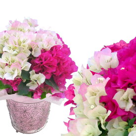 母の日超早割 ギフト 花 鉢花 ブーゲンビリア 特選Aクラス 5〜6号 選べる花色 籠付きラッピング 【2026年 先行予約 母の日 送料無料】プレゼント 母 義母 女性 贈り物 鉢 花鉢　mom2026