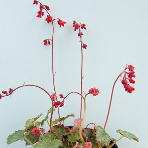 ԕc H N h  q[P r[x 1 3.5y10{?͂ Hcs\zHeuchera Ruby Bell h ϊ  VF[hK[f Ԓd A A nA J[[t w