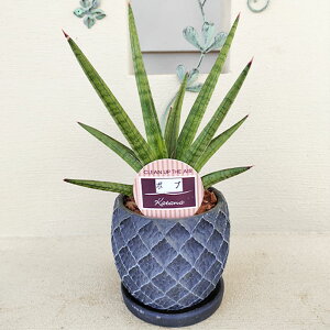 H Mtg ϗtA v[g TZxA 6킩Iׂ 1 ȓ픫y͂ n著zSansevieria TXxA a N ΐ A K[f c 
