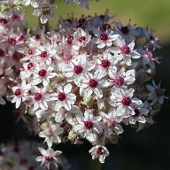 植えっぱなし球根 秋 花 アリウム シルバースプリング 1球 秋球根【先行予約　お届け10月上旬 中型球根 …